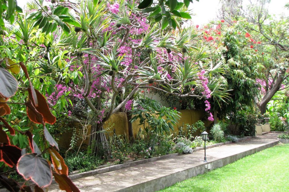 Enjoy a wonderful walk in the orchid garden of Puerto de la Cruz.