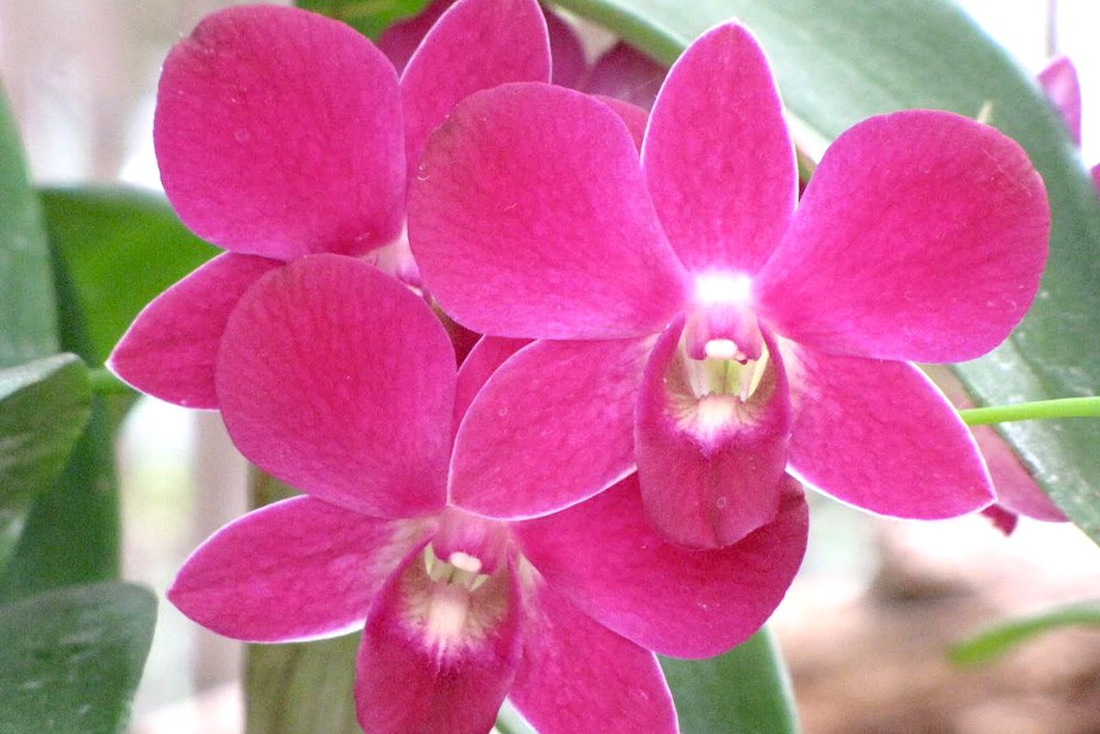 The largest orchid collection in the Canary Islands