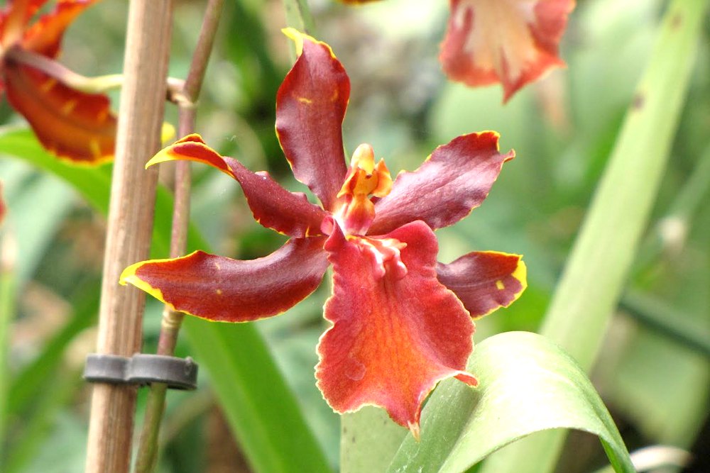 Where to see orchids in the Canary Islands