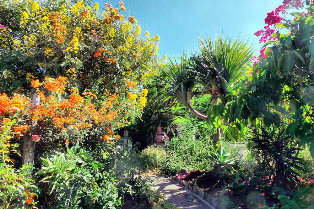 How to get to the Tenerife Orchid Garden